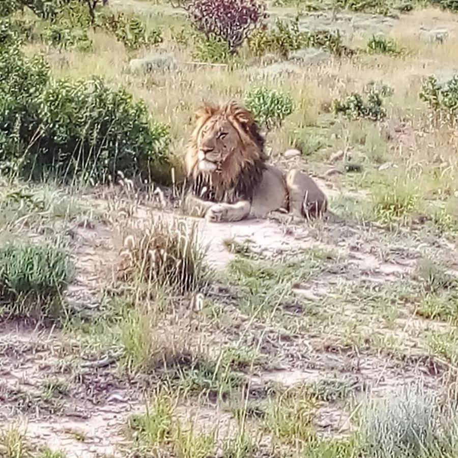 Griffons Bush Camp Villa Thabazimbi Buitenkant foto