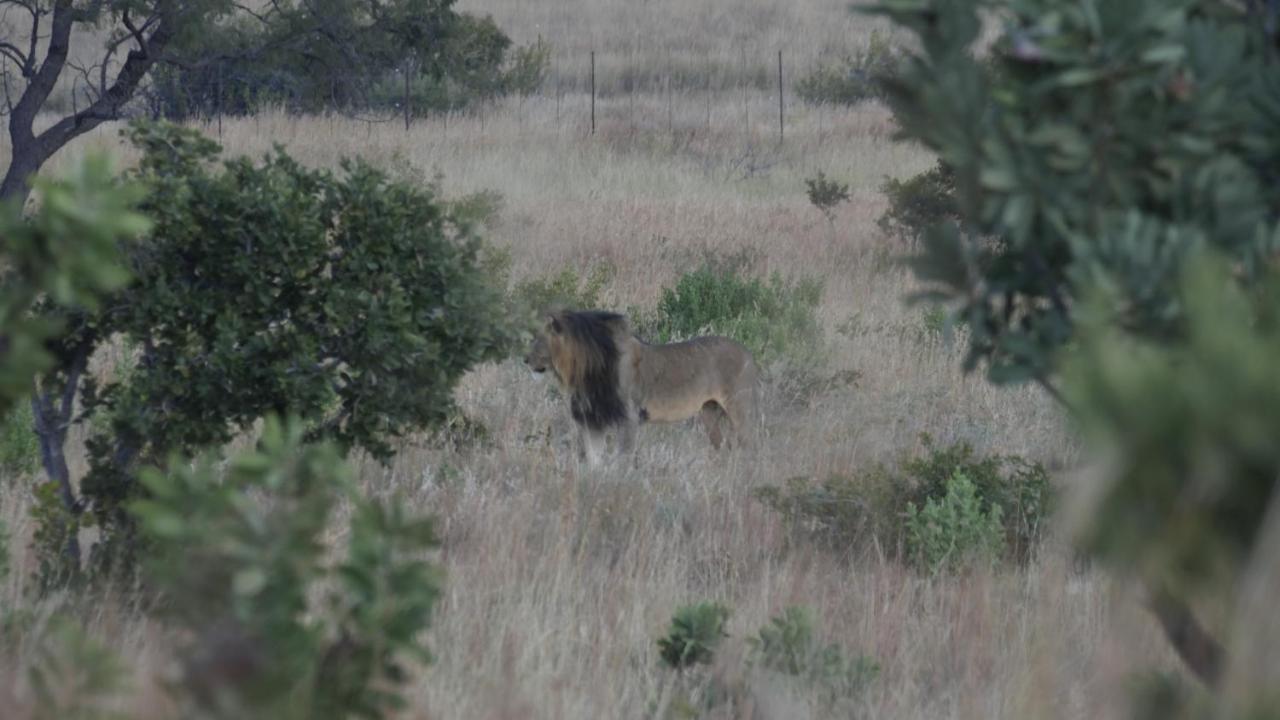 Griffons Bush Camp Villa Thabazimbi Buitenkant foto