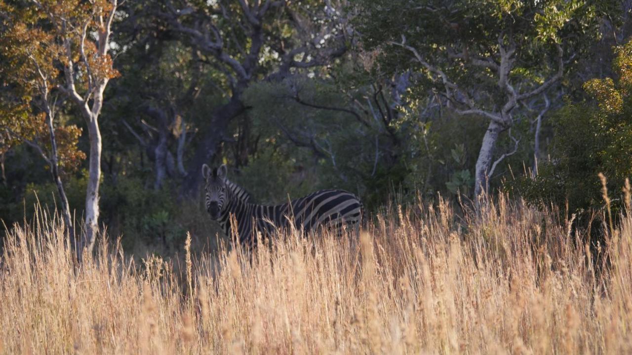 Griffons Bush Camp Villa Thabazimbi Buitenkant foto